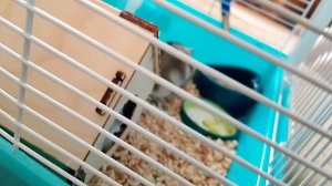 ALEXA W. Мои ❤️любимые 🐹 (читайте описание или закреплённый комм)