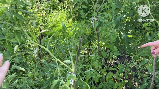 Приехали чинить антенну после урагана. Суроватиха. 01.08.26