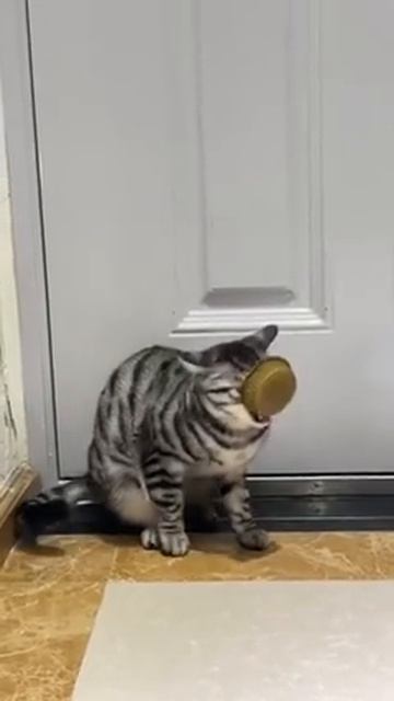 кашачьи дела