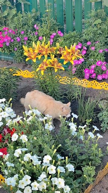 02-08-2026 наслаждаюсь красотой 🐱💐