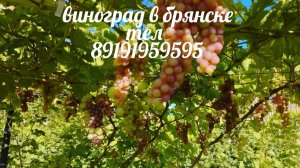 2 августа 2026 год , самые ранние сорта винограда .