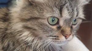 Кошачья радость 🐈⬛ 288959735