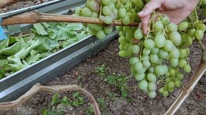 Обзор винограда в теплицах 30.07.26 🍇 Виноград Владимирский