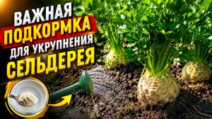 Сельдерей корневой- важная подкормка для укрупнения корнеплода.