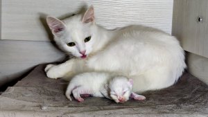 Мама-кошка разговаривает со своим новорожденным котенком. Новорожденный котенок Микки.