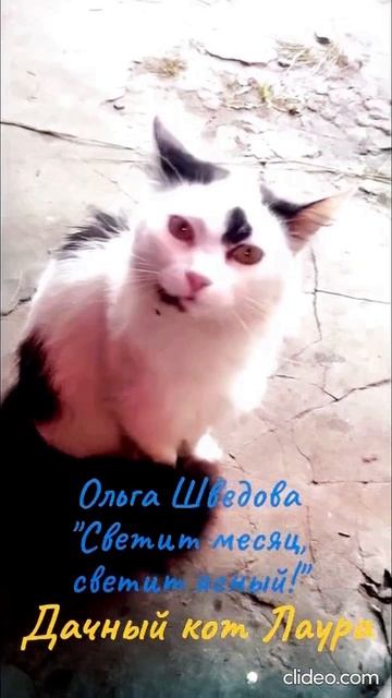 «DJ Кот Барсик»