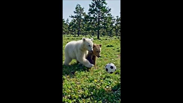 Футбол 1
