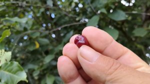 Вишневую косточку в землю зарою...🍏🍒