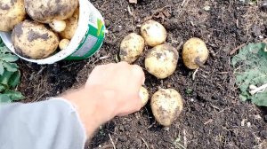 Первая картошка в этом году 😋
