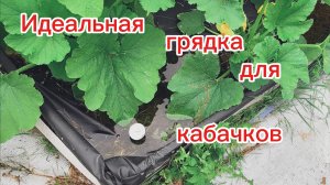 Идеальная грядка для кабачков.