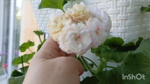 обзор на мои пеларгонии 😎🌱цветут красотки! Сим пролине ,амаретти и другие 🏵🌿