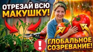Обрежьте ВСЕ верхушки у ТОМАТОВ в АВГУСТЕ! Плоды нальются и покраснеют за 7 дней