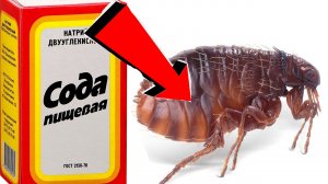 Как избавиться от блох За 3 Секунды!