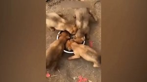 смешные коты с озвучкой