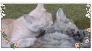 Кото забота