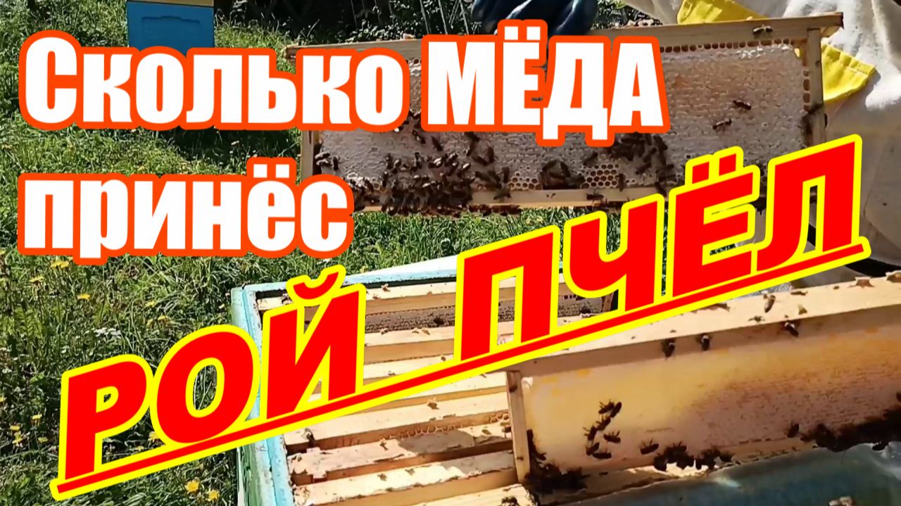 Сколько МЁДА принёс РОЙ ПЧЕЛ ! Как ПОМЕНЯТЬ матку пчелы без ущерба МЕДОСБОРА !