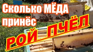 Сколько МЁДА принёс РОЙ ПЧЕЛ ! Как ПОМЕНЯТЬ матку пчелы без ущерба МЕДОСБОРА !
