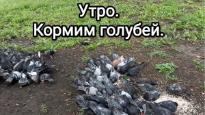 02-08-2026. Утро. Кормим голубей.