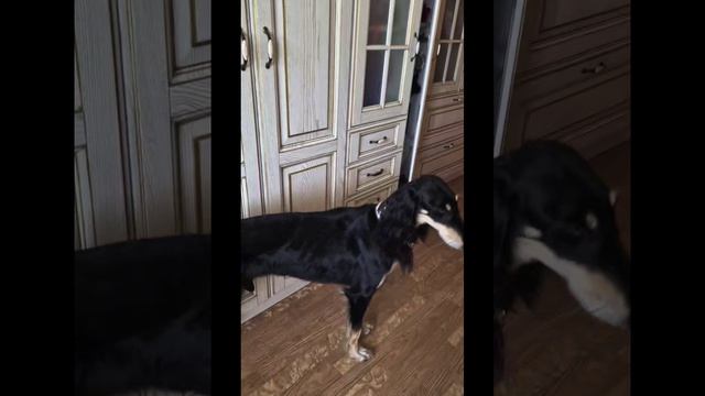 смотрим трюки наших собак ( Кая и яшмы