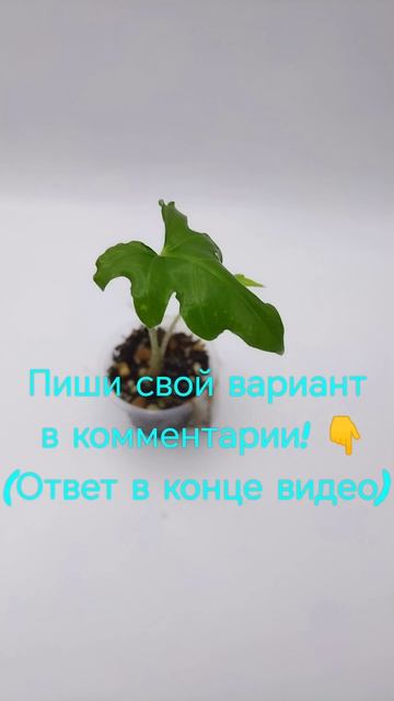 домашние растения