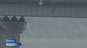 В Кемерове впервые зафиксирован случай нападения хищной птицы на человека