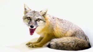 Корсак или степная лисица
