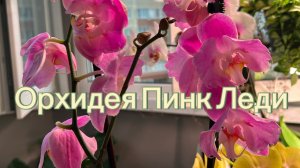 Моя НОВАЯ ОрХиДеЯ 🥳 Обзор 🌸 #орхидеи