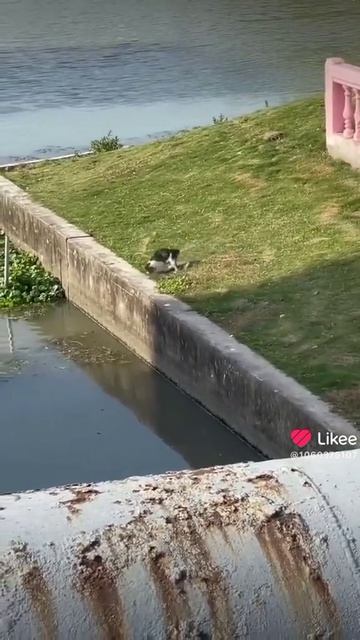 Кот рыбак🐱🐱🐱!!!