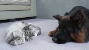 Котята любят своего друга