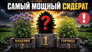 Сидерат №1 для богатой и рыхлой земли! Какой сидерат самый лучший? Честный разбор!