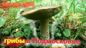 Какие ГРИБЫ есть в лесу на юге Подмосковья в конце ИЮЛЯ 2026? ЛИСИЧКИ в ИЮЛЕ в Подмосковье 2026!!!
