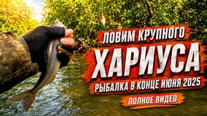 Ловим КРУПНОГО хариуса на горной реке в Приморском крае. В конце июня 2025 #горнаярыбалка #хариус