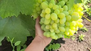 Обзор виноградника на 1 августа 🍇