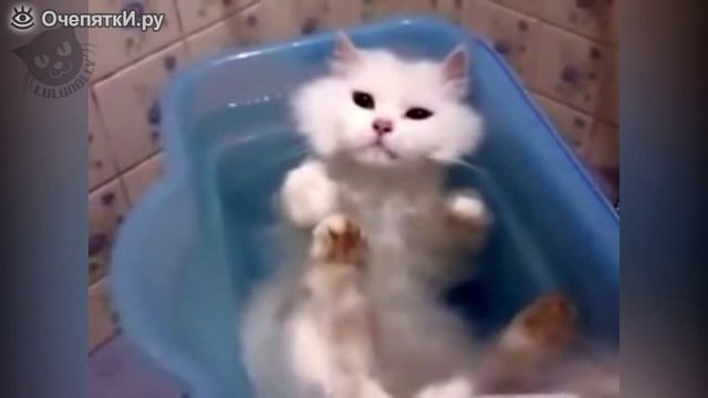 Кошки 🐱 🐱 🐱 купаются!!!