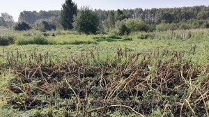 Такой картошки на Урале мы ещё не видели