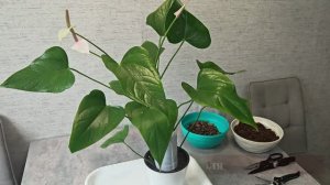 Что делать с антуриумом если вытянулся стебель?