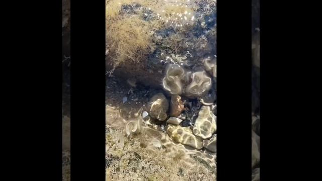 Море / Водоросли / Песок / Крым / 02.08.2026г.