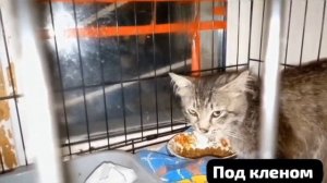 🍁 Он любил. Но это не оценили. Посадили под Клен на стул и ушли...а дождь ...☔