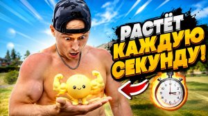 Мой мягкий «пельмешек» dumpling стал бодибилдером!