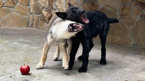 Футбол по-волчьи!🐺 ГАМАДРИЛЫ болеют за наших!🙉 Кто победит — Тайган или Варя?
