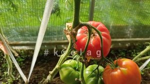 томат🍅БАБУШКИНО много интересного