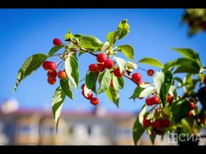 3 августа - Онуфрий Молчаливый. Традиции и народные приметы