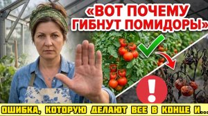 НЕ КОРМИТЕ помидоры в конце ИЮЛЯ! Вот что нужно сделать вместо этого