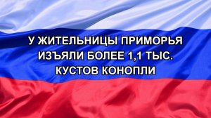 |Н. РФ| У жительницы Приморья изъяли более 1,1 тыс. кустов конопли