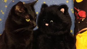 Когда нашёл брата близнеца🐈⬛🐈⬛