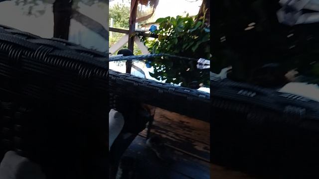 115.mp4