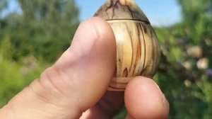 Шкатулка в августовском лесу на сосне