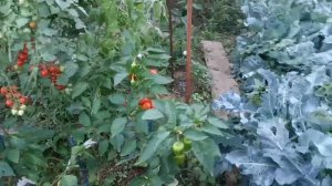Огород на юге