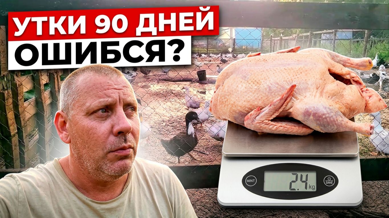 УТКИ 90 ДНЕЙ: Почему я передержал и что из этого вышло?