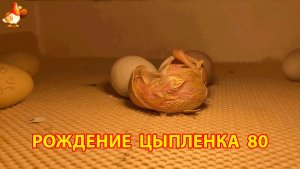 Вылупление цыпленка из яйца в инкубаторе версия 80